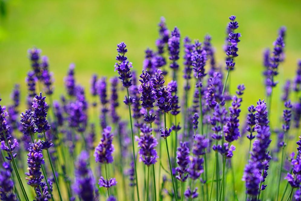 lavender-g9c992a889_1280.jpg