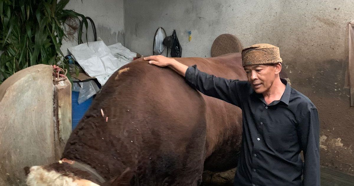Inilah Sosok Slamet, Sapi Berbobot 1,1 Ton yang Buat Jokowi Rela Keluarkan Rp100 Juta untuk Mendapatkannya