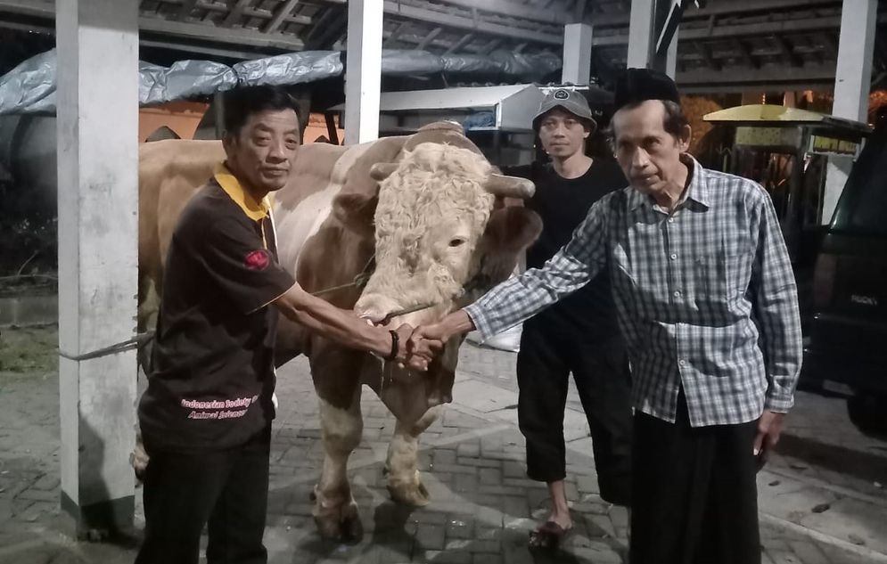 sapi kurban presiden di Al Wustho.jpeg