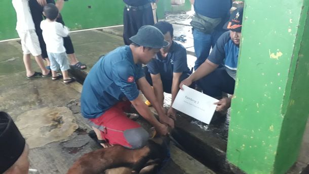 Idul Adha 1443 H/2022 PTPN VII Kurban 8 Ekor Sapi dan 4 Ekor Kambing