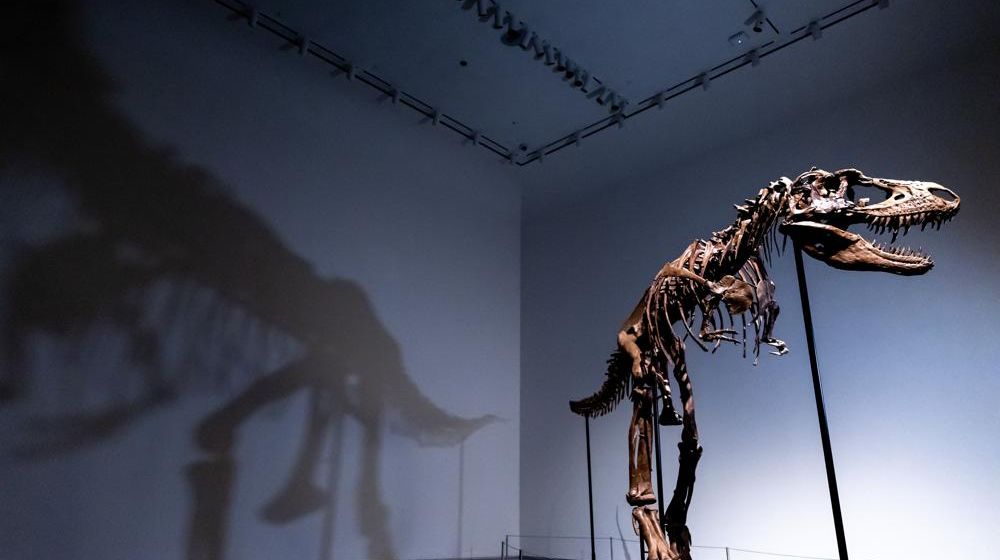 Rumah lelang Sotheby's di New York, AS akan mengadakan pelelangan kerangka fosil dinosaurus Gorgosaurus pada akhir bulan Juli.