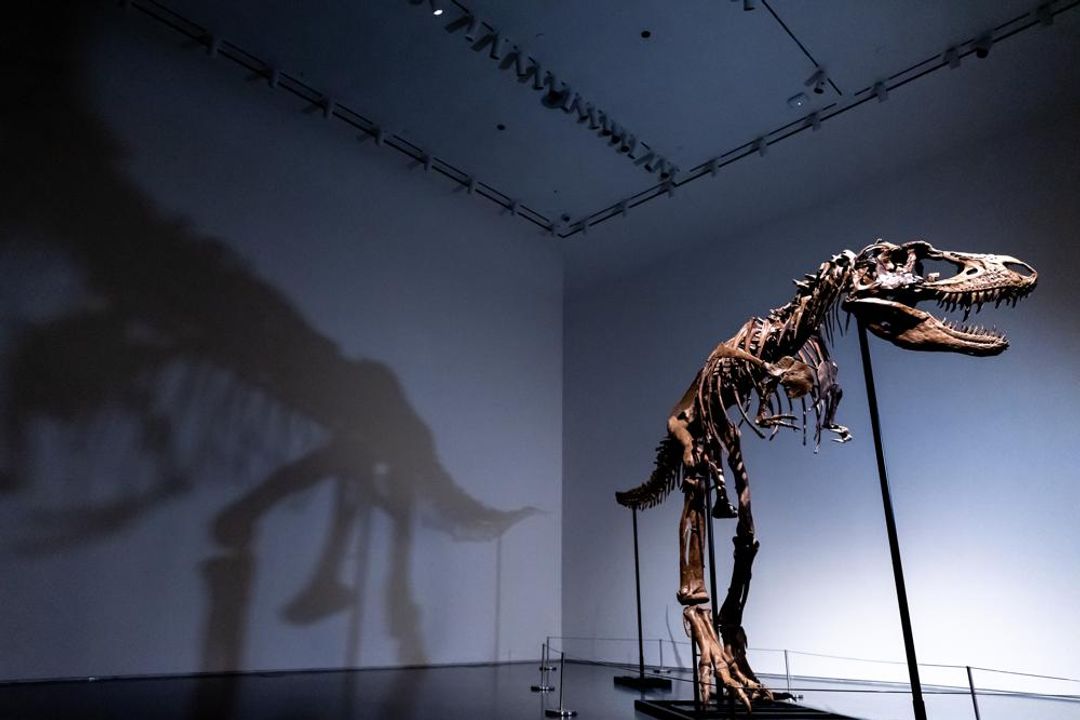 Rumah lelang Sotheby's di New York, AS akan mengadakan pelelangan kerangka fosil dinosaurus Gorgosaurus pada akhir bulan Juli.