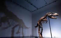Rumah lelang Sotheby's di New York, AS akan mengadakan pelelangan kerangka fosil dinosaurus Gorgosaurus pada akhir bulan Juli.