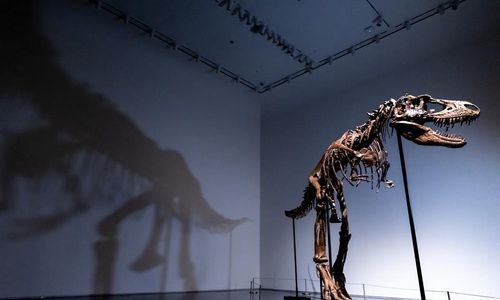 Rumah lelang Sotheby's di New York, AS akan mengadakan pelelangan kerangka fosil dinosaurus Gorgosaurus pada akhir bulan Juli.