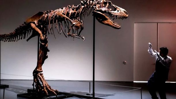 Kerangka Gorgosaurus Bersia 76 Juta Tahun Akan Dilelang 26 Juli Ini