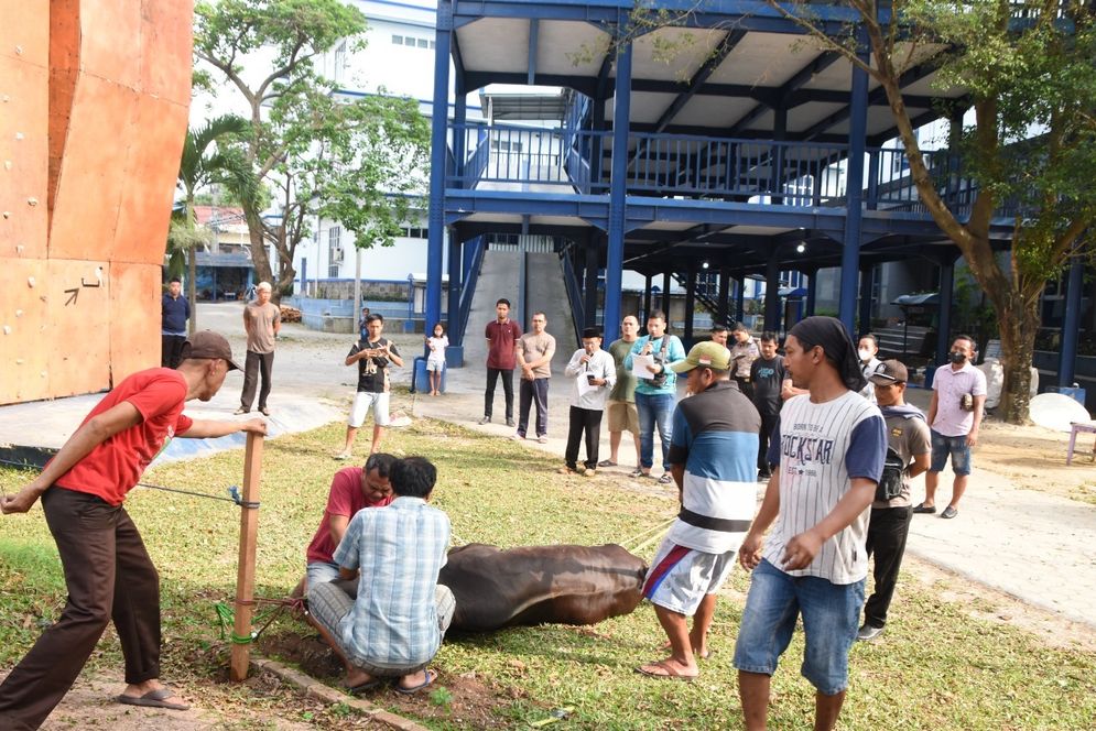 Institut Informatika dan Bisnis (IIB) Darmajaya melakukan penyembelihan enam hewan kurban dalam perayaan Idul Adha 1443 H/2022. 