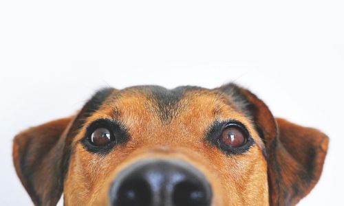 dog-g750640550_1280.jpg