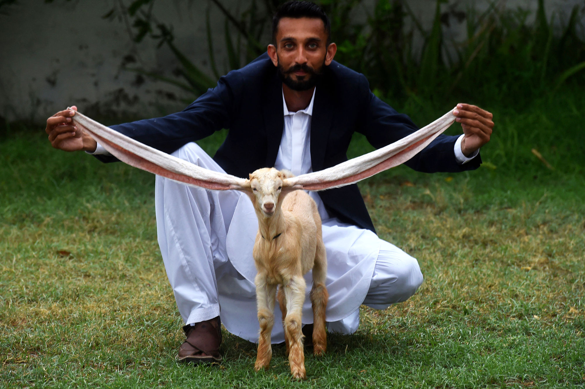 Simba, seekor bayi kambing asal Pakistan dengan telinga sepanjang 53,34 cm.