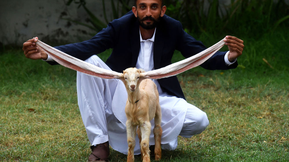 Simba, seekor bayi kambing asal Pakistan dengan telinga sepanjang 53,34 cm.