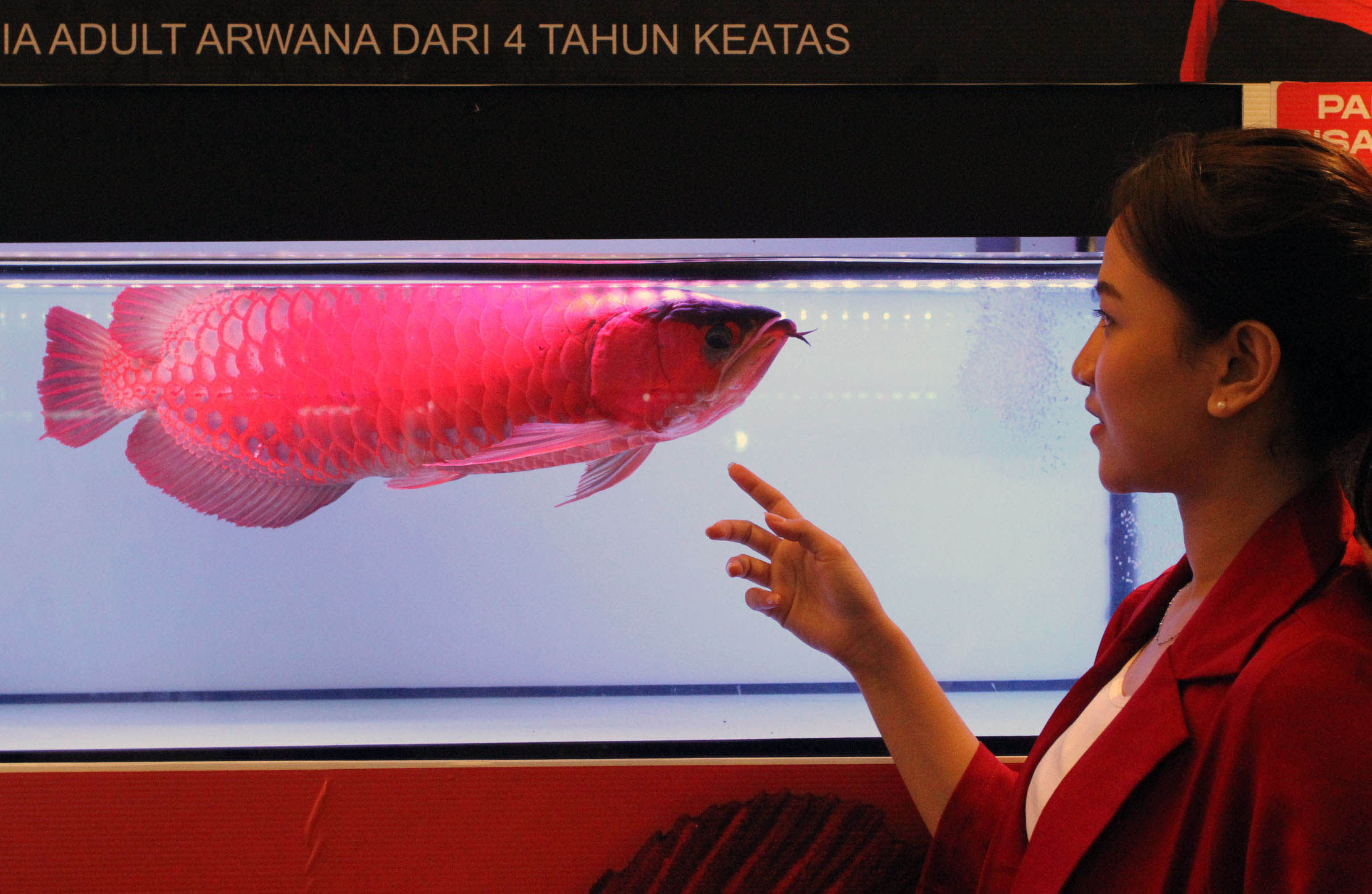 Nampak pengunjung tengah menikmati keindahan ikan arwana super red dalam kontes Arowana Cup 2022 yang berlangsung di Lippo Mal Kemang, Minggu 17 Juli 2022. Foto : Panji Asmoro/TrenAsia