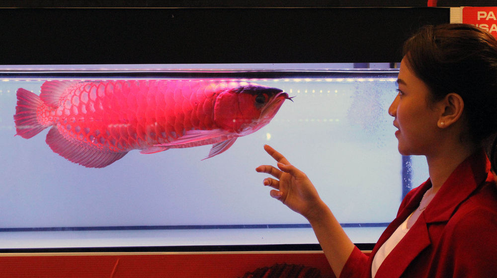Kontes Ikan Arowana Cup - Panji 1.jpg