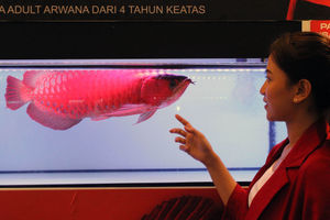 Kontes Ikan Arowana Cup - Panji 1.jpg