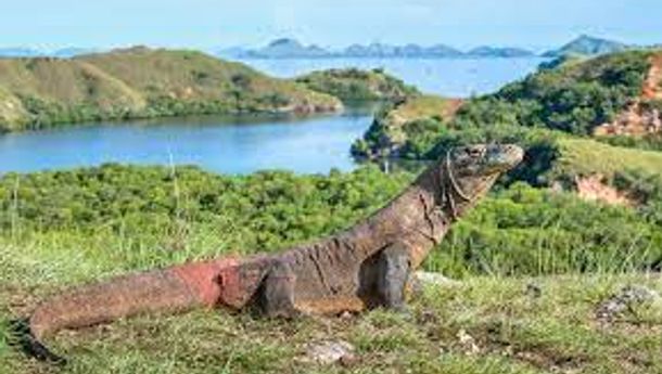 Menparekraf Sandiaga S. Uno: Wisatawan Bisa Lihat Komodo dengan Harga Tiket Sama di Pulau Rinca