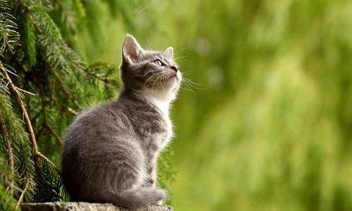 cat-g8489623b0_1280.jpg