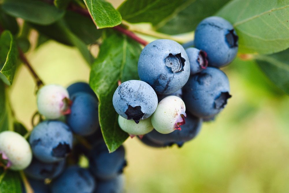 <p>How to Cultivate Blueberries</p>
