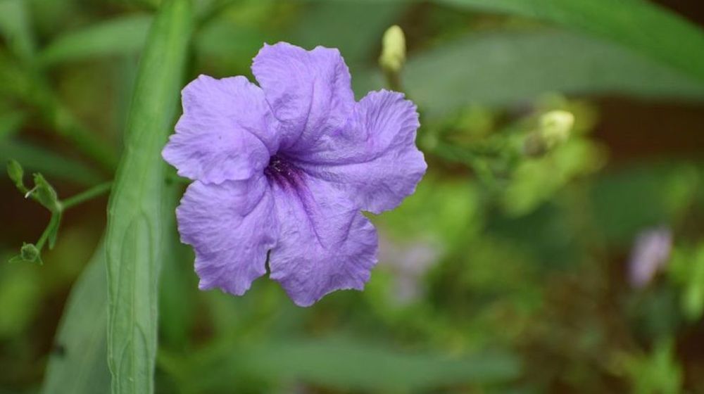 budidaya kencana ungu