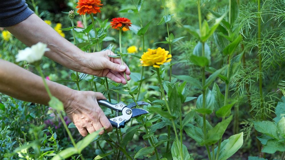 cara merawat bunga potong