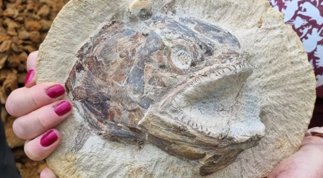 Ratusan fosil ditemukan di tanah peternakan di Inggris.