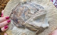 Ratusan fosil ditemukan di tanah peternakan di Inggris.