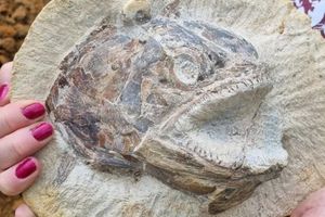 Ratusan fosil ditemukan di tanah peternakan di Inggris.