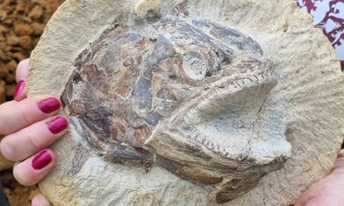 Ratusan fosil ditemukan di tanah peternakan di Inggris.