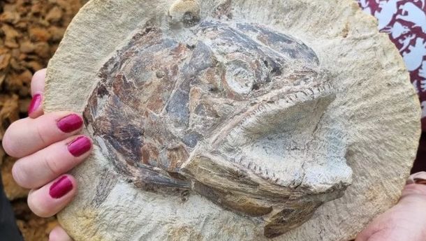 Ratusan Fosil Hewan Zaman Jurassic Ditemukan di Inggris