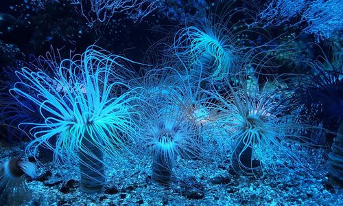 anemone-g32a29be91_1280.jpg