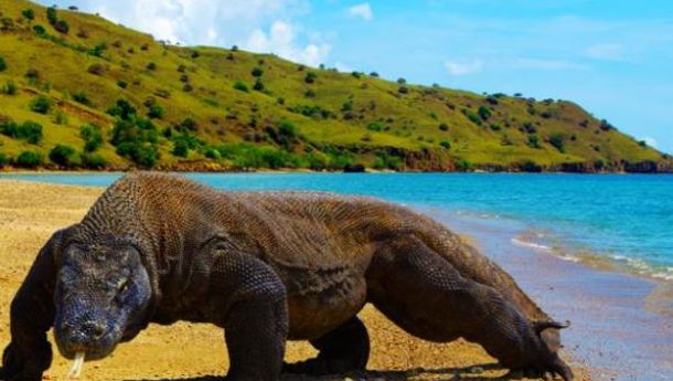 Hari Pertama Pemberlakuan Kenaikan Harga Tiket Rp 3,75 Juta, Pulau Komodo dan Labuan Bajo Sepi Pengunjung 