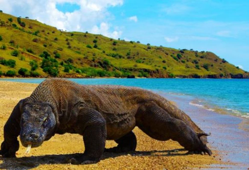 binatang komodo.jpg