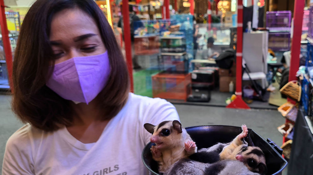 Pameran Hewan Pets Colony - Panji 2.jpg