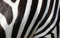 animal-gee9a0a64e_1280.jpg