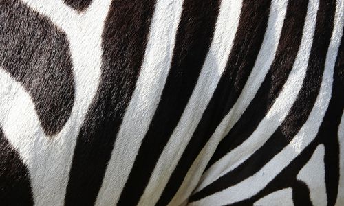 animal-gee9a0a64e_1280.jpg