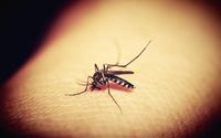 mosquitoe-g630de995d_1280.jpg