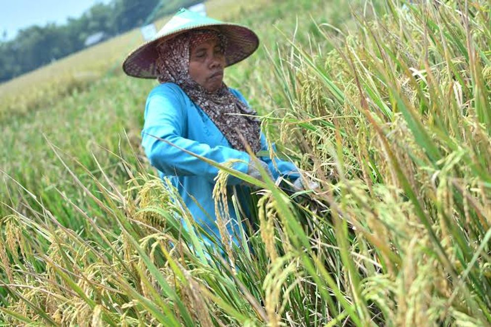 Petani lamongan.jpeg