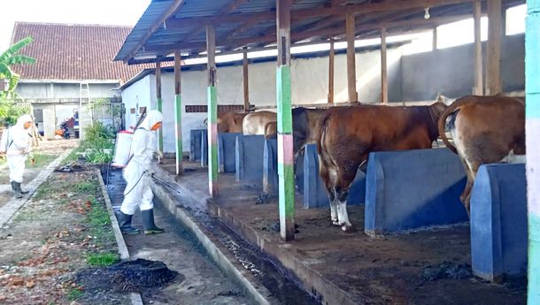 Pertahankan Nol Kasus PMK, Pemkot Bandar Lampung Gencarkan Disinfeksi Kandang