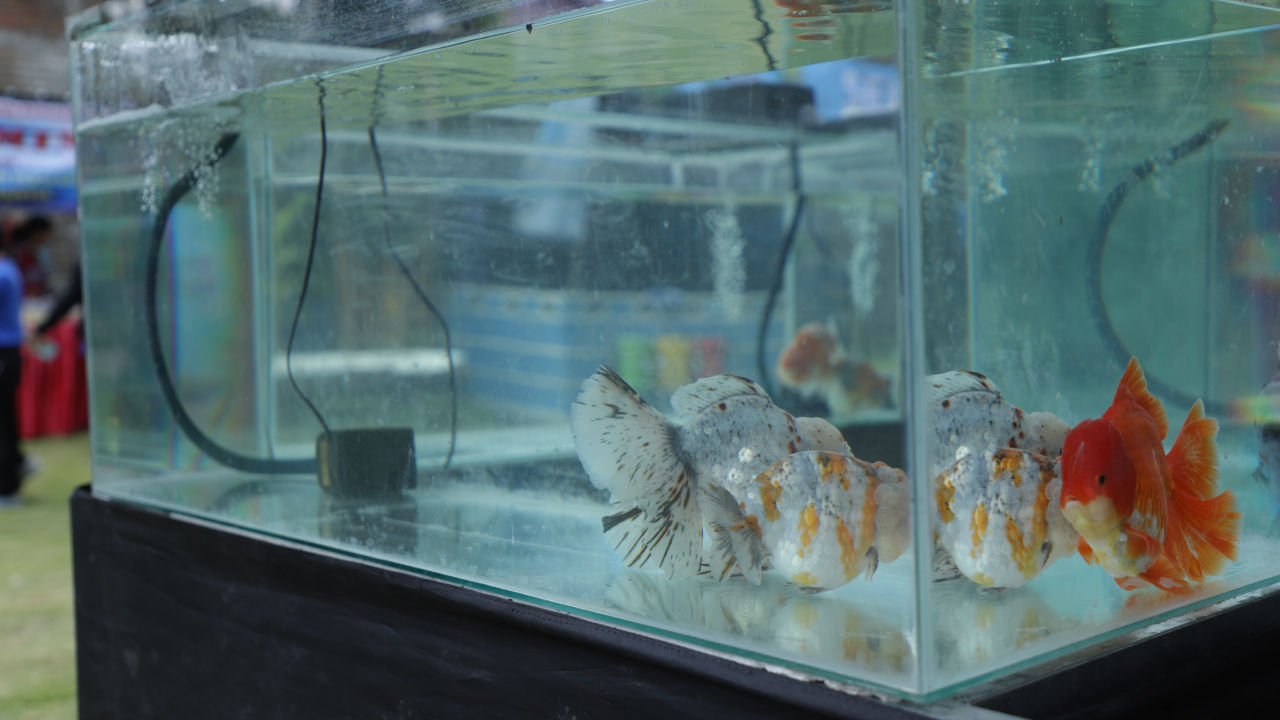 Ikan hias yang dipamerkan dalam Kadisoro Aquatic Expo