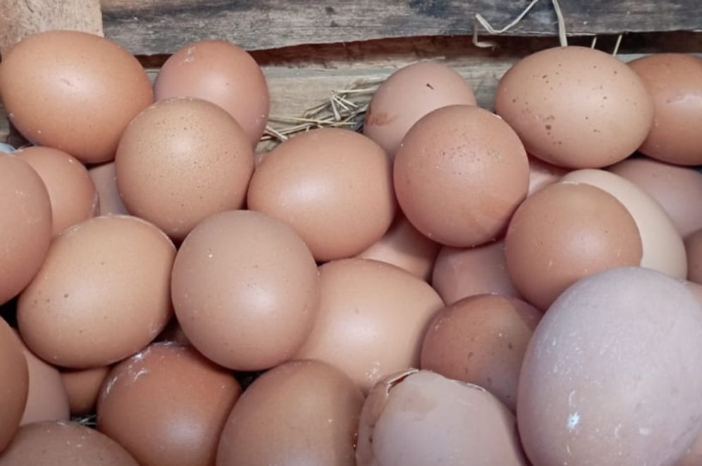 Telur ayam