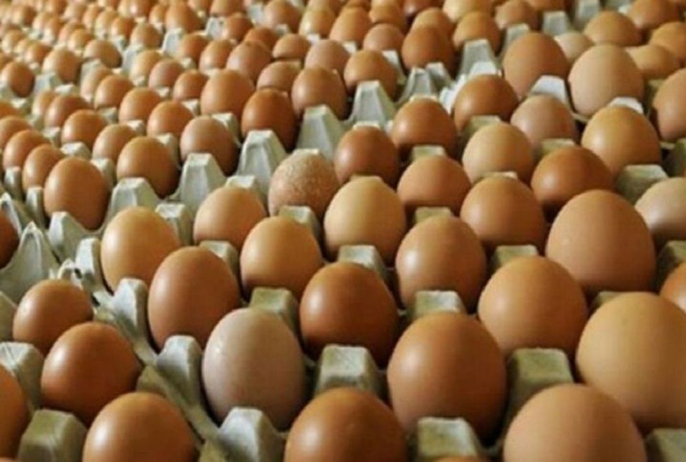 Ilustrasi telur ayam ras.