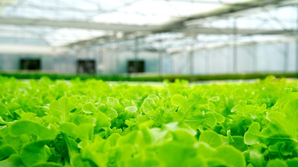 Tanam Hidroponik di Atap Rumah