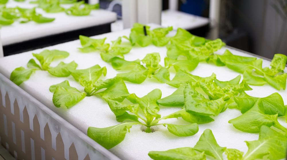 Bedanya Sawi dan Pakcoy