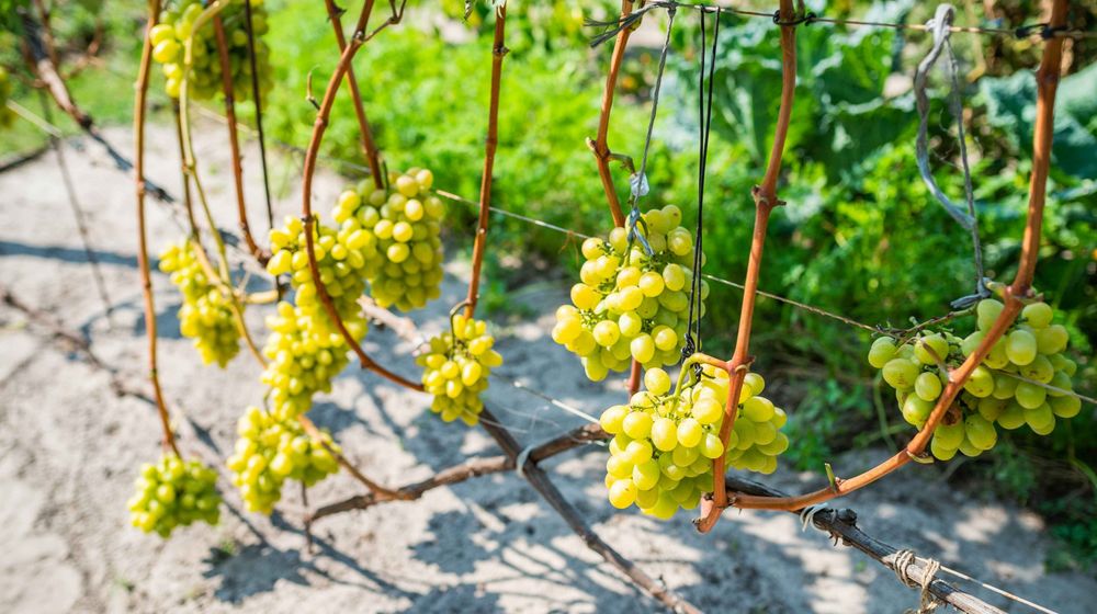 Mau Makan Anggur Manis tapi Harganya Mahal? Tanam Sendiri di Rumah Yuk!