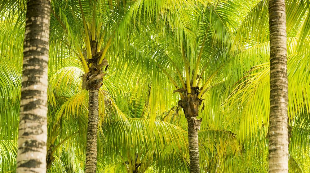 Mengenal Pohon Gebang dan Keberadaanya di Masa Kini