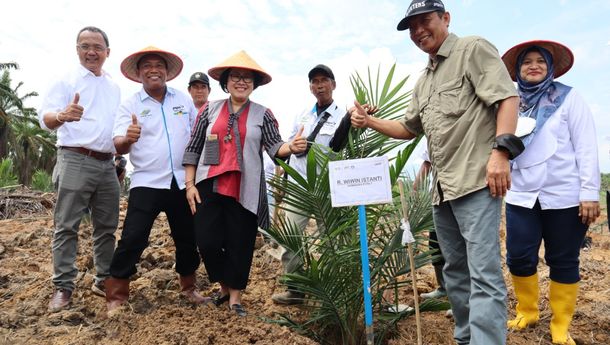 PTPN VII Mulai Tanam Ulang Kelapa Sawit