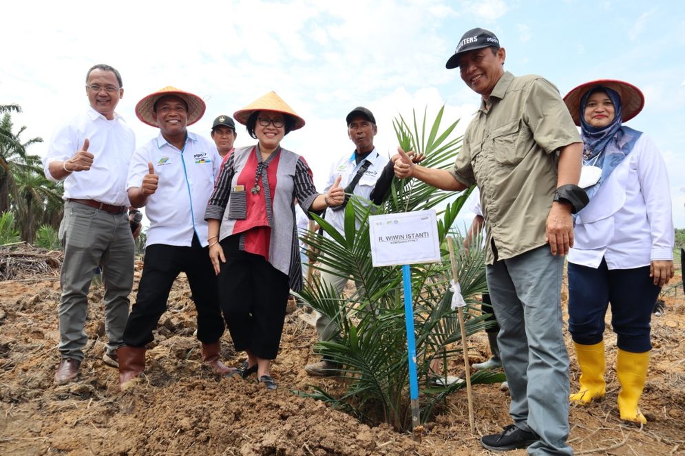 Setelah sekitar sepuluh tahun absen, PTPN VII mulai tanam ulang (replanting) kelapa sawit.