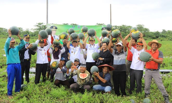 Gubernur Kaltara Zainal Paliwang dan Wagub Yansen TP ikut panen semangka. Potensi pertanian di Kaltara masih terbuka lebar. Foto: DKISP Kaltara  