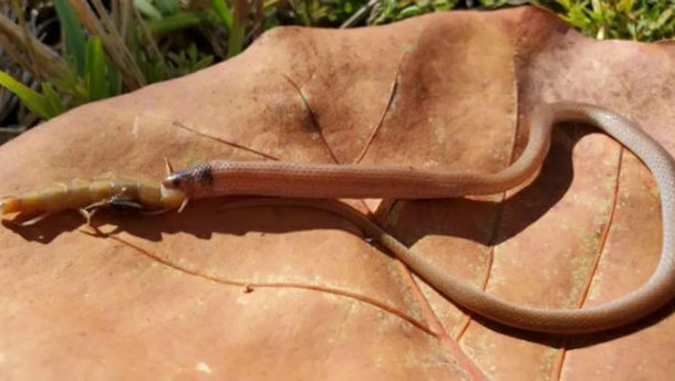 Qishloqda xususiy jinsiy aloqa video