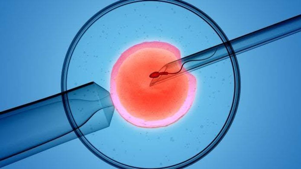 embrio IVF.jpeg