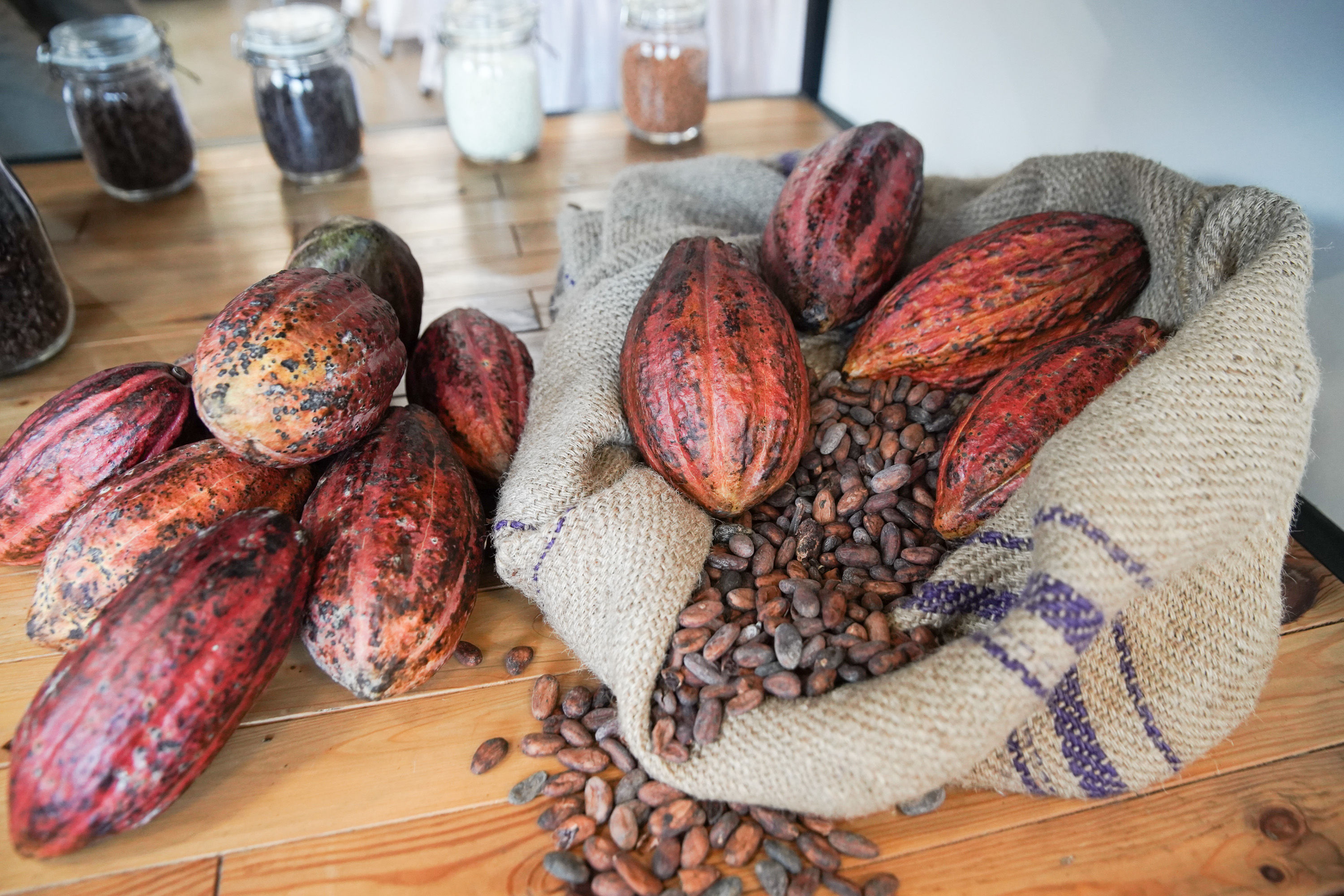 Tampak buah kakao di Barry Callebaut Chocolate Studio, di Bandung, Jawa Barat, Kamis, 15 September 2022. Foto: Ismail Pohan/TrenAsia