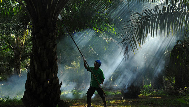 Sampoerna Agro Berhasil Bukukan EBITDA Rp1,1 Triliun