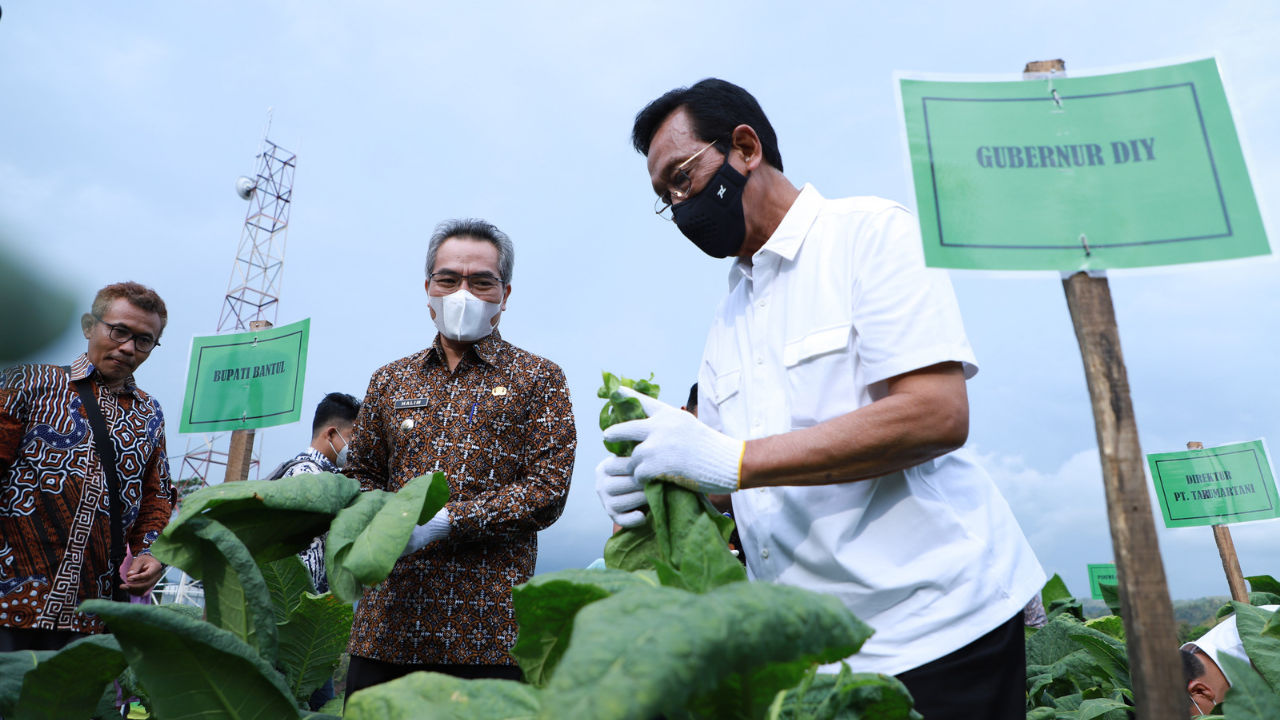 Gubernur DIY Sri Sultan Hamengkubuwono X dan Bupati Bantul Abdul Halim Muslih mengikuti panen perdana tembakau grompol di Dusun Srunggo, Selopamioro, Imogiri, Bantul, DIY pada Jumat (16/9/2022).